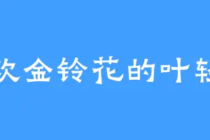 喜欢金铃花的叶轻雪
